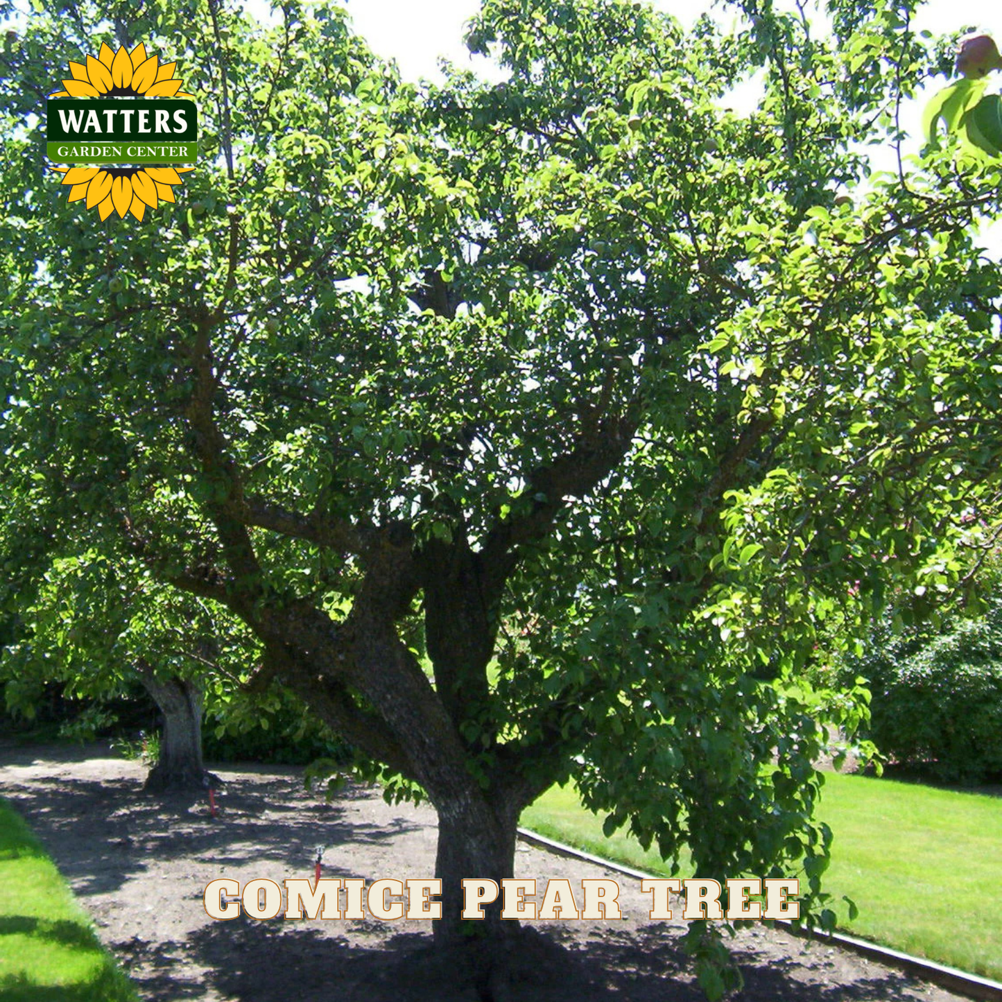 Comice pear tree with Watters Garden Center logo in the corner