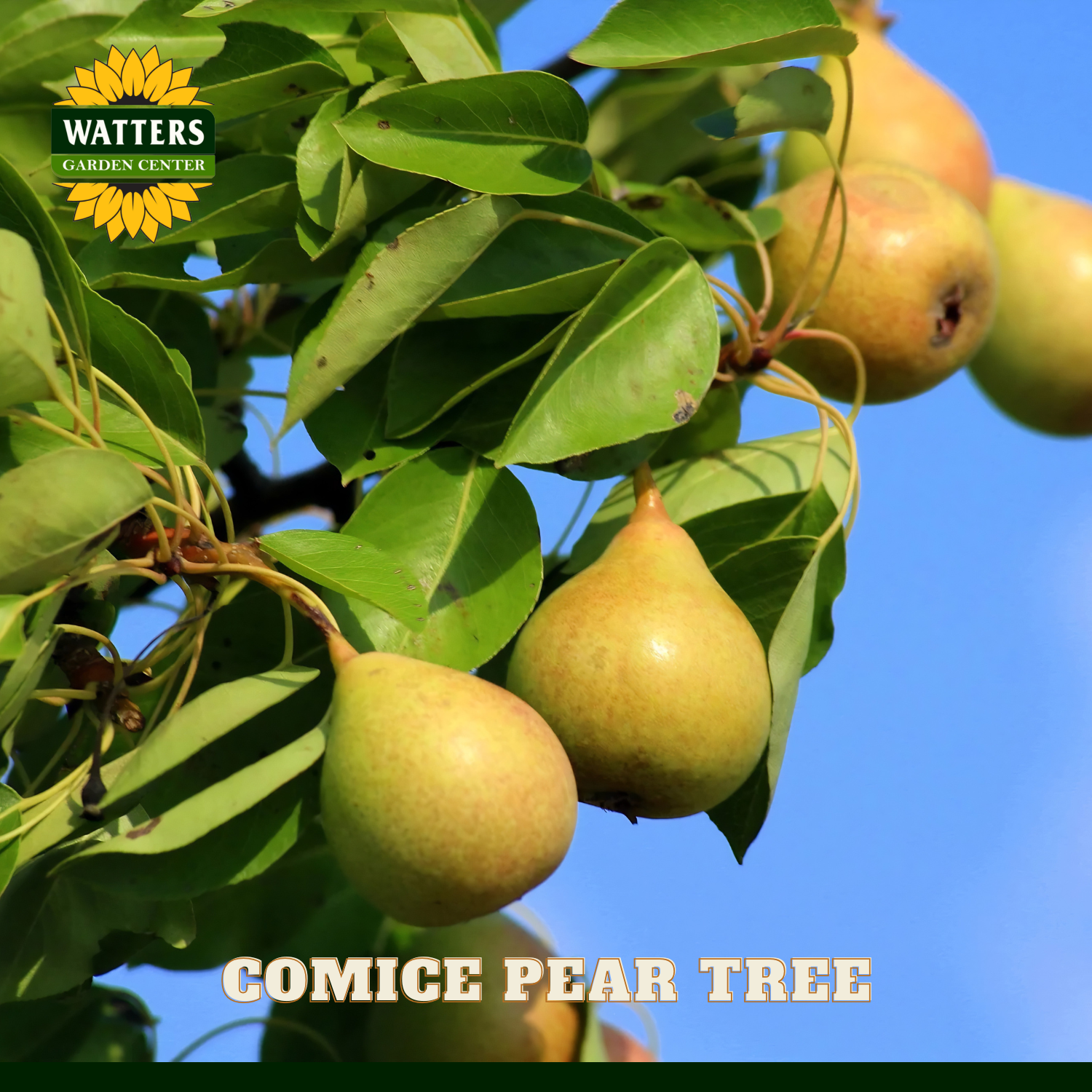 Comice pears on tree with blue sky background.