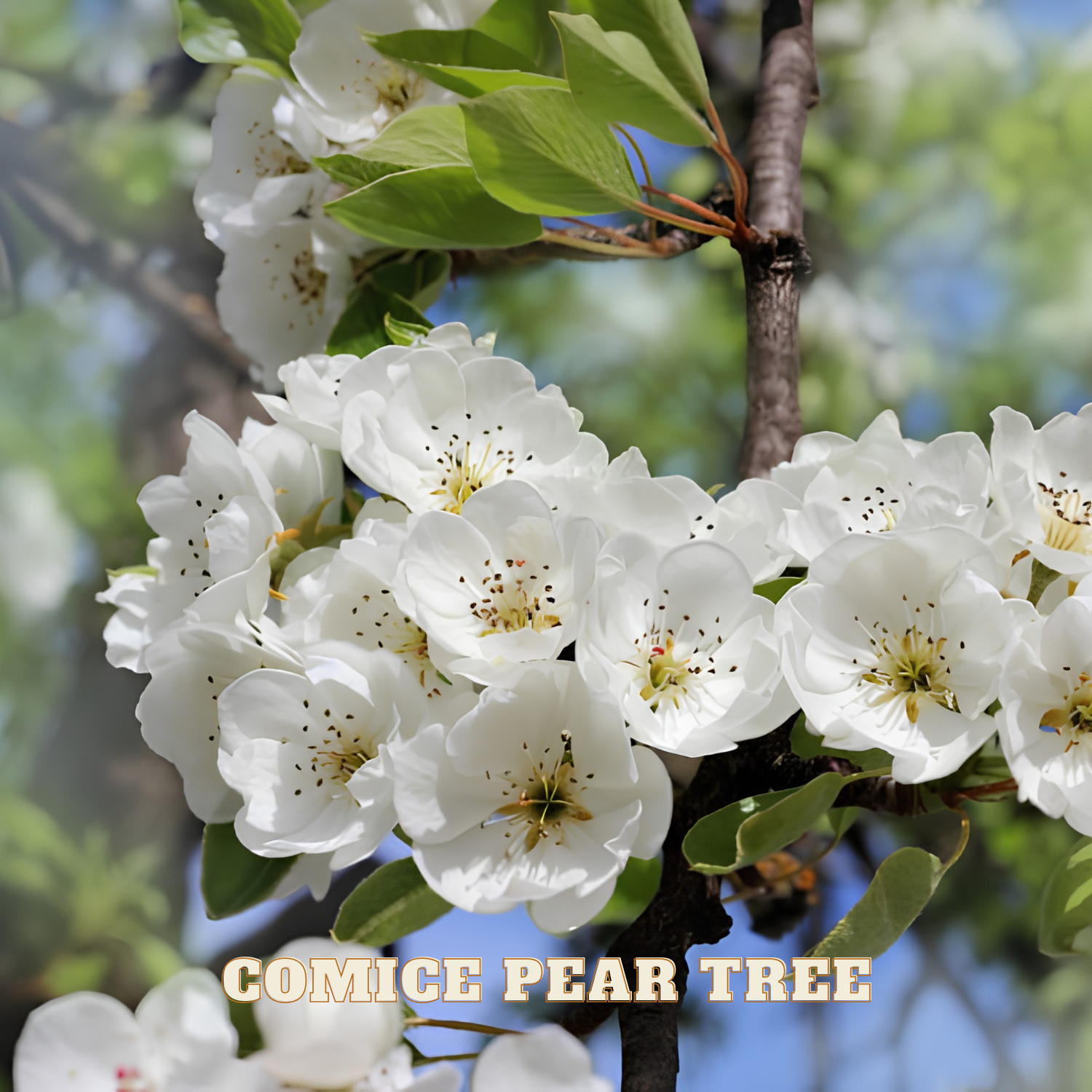 White blossoms on a Comice Pear Tree with a blurred green background