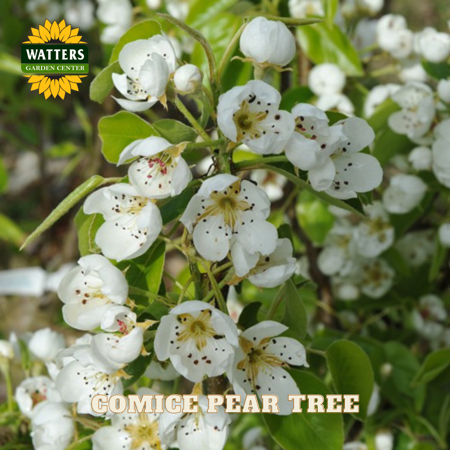 White flowers of a Comice Pear Tree with Watters Garden Center branding.