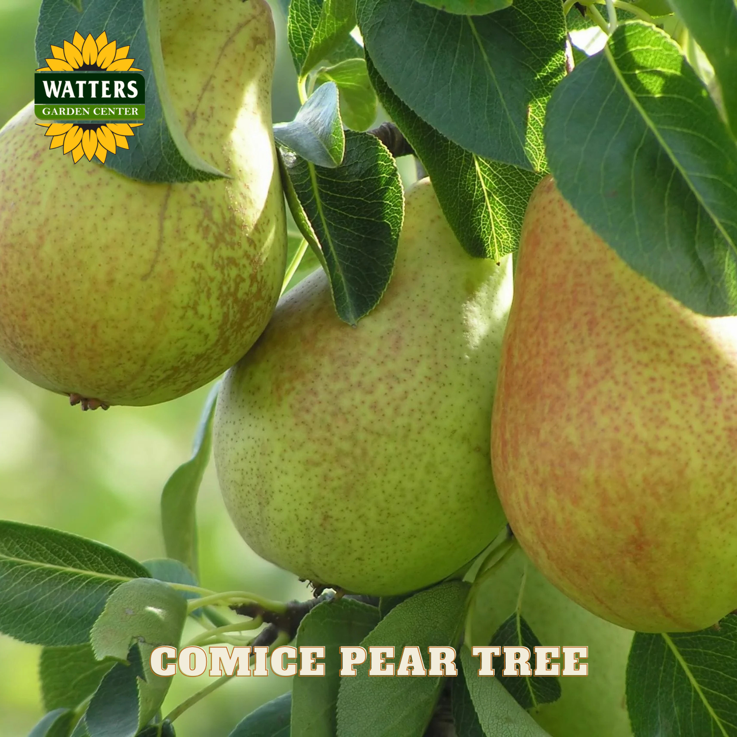 Comice pear tree with ripe pears hanging from a branch, featuring Watters Garden Center logo.