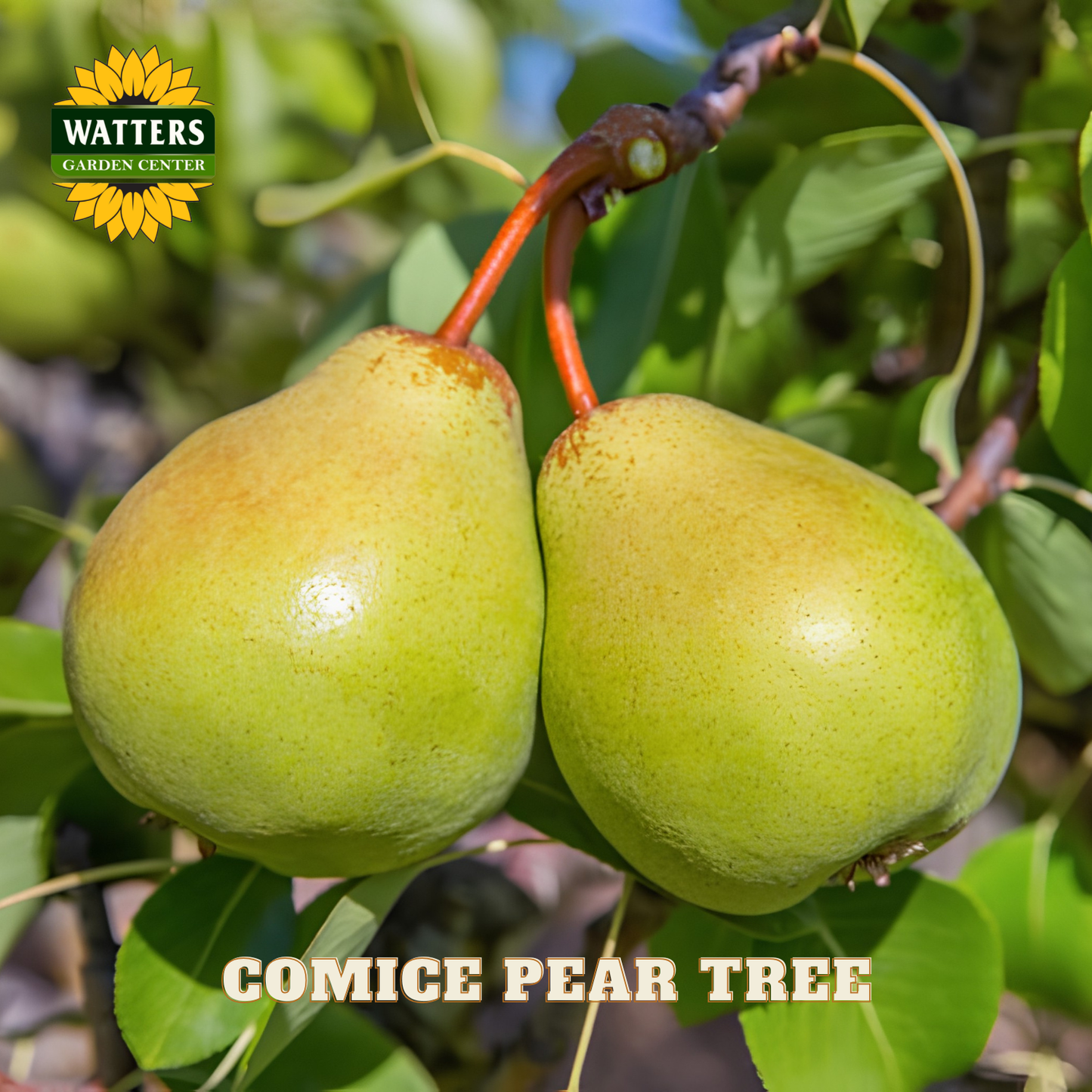 Two green pears on a branch with 'Watters Garden Center' logo and text.