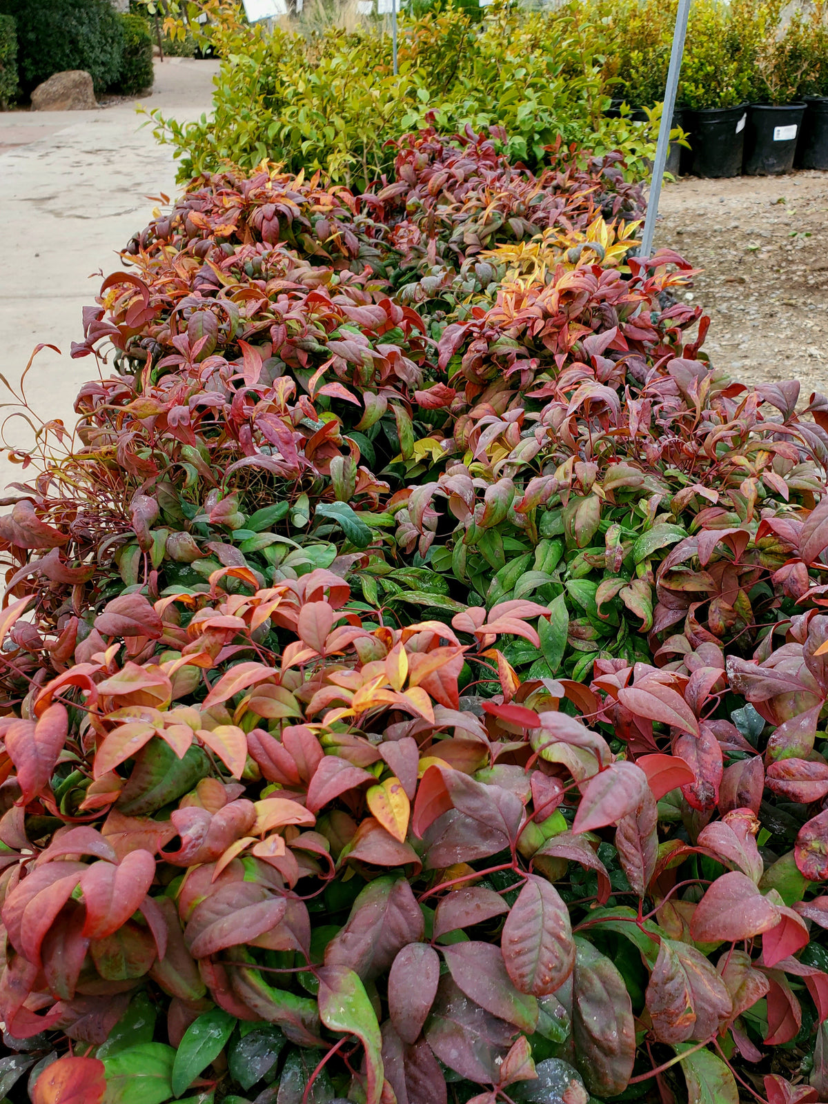 COMPACT HEAVENLY BAMBOO NANDINA 5gal