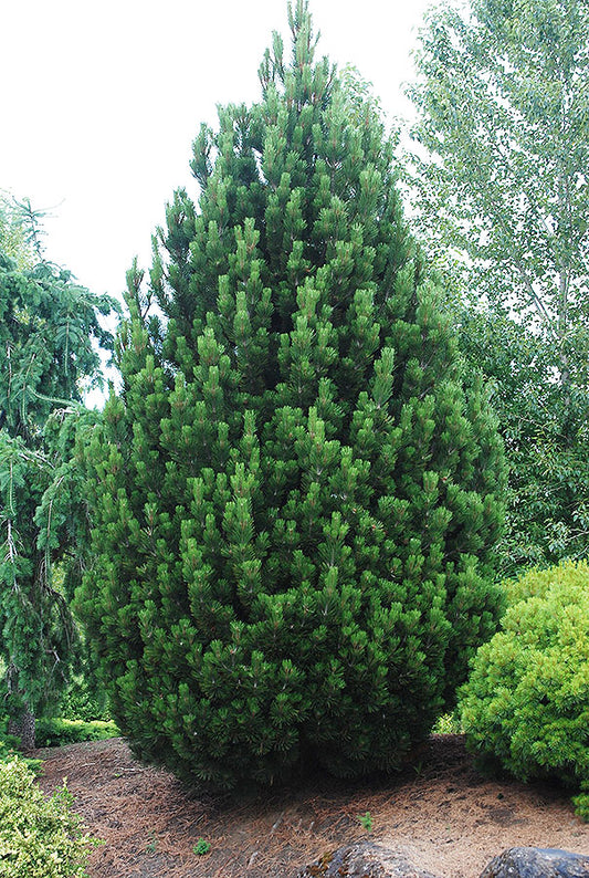 COMPACT GEM PINE TREE 10gal