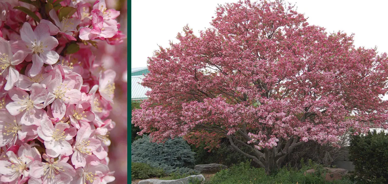 CORALBURST CRABAPPLE 15gal