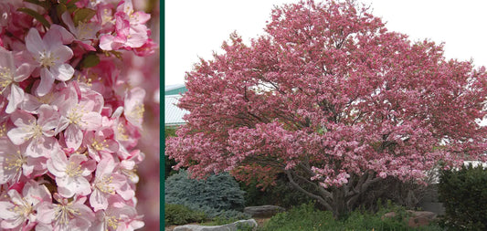 CORALBURST CRABAPPLE 15gal