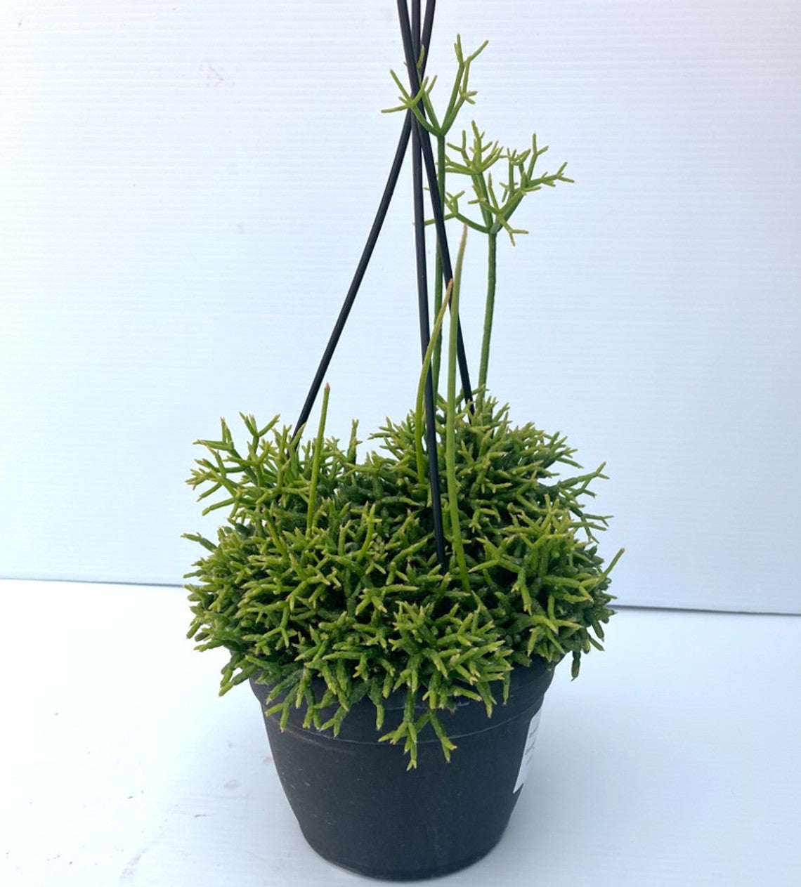 CORAL CACTUS 6in