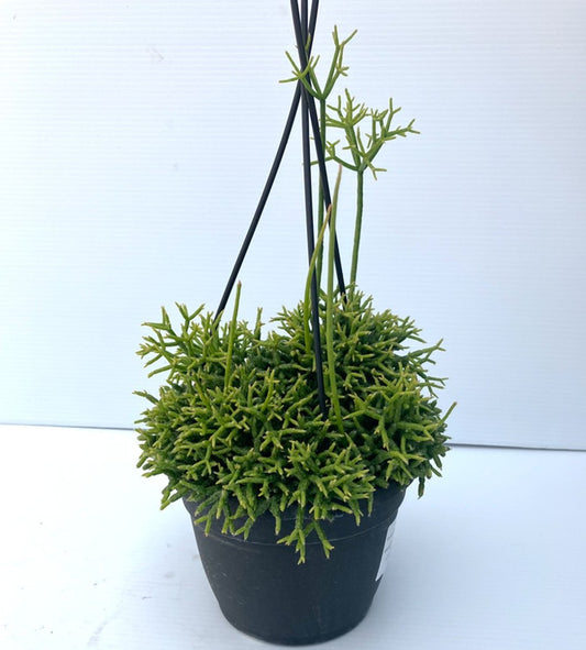 CORAL CACTUS 6in