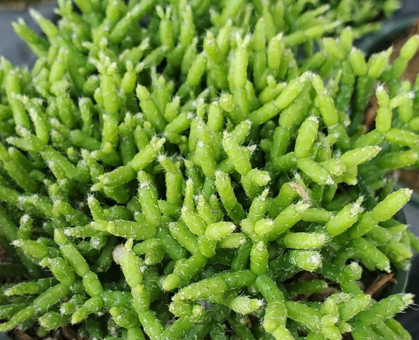 CORAL CACTUS 6in