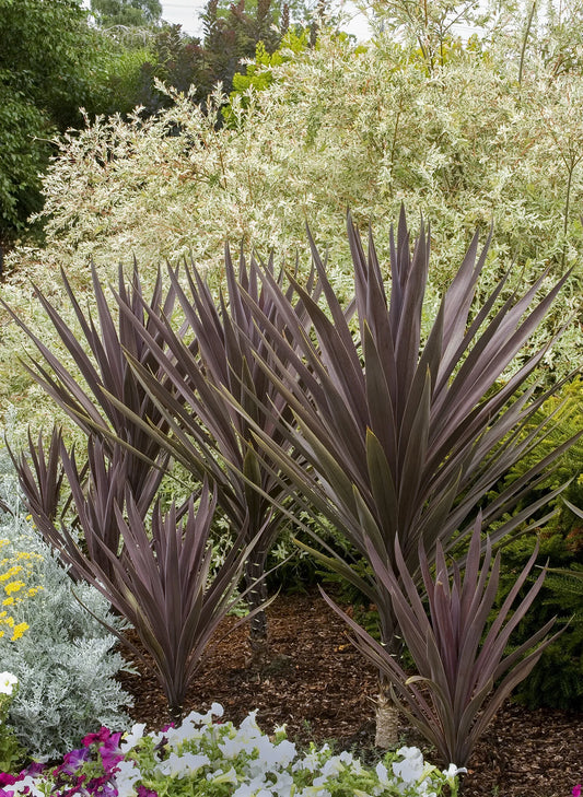 BAUER'S CORDYLINE 1gal