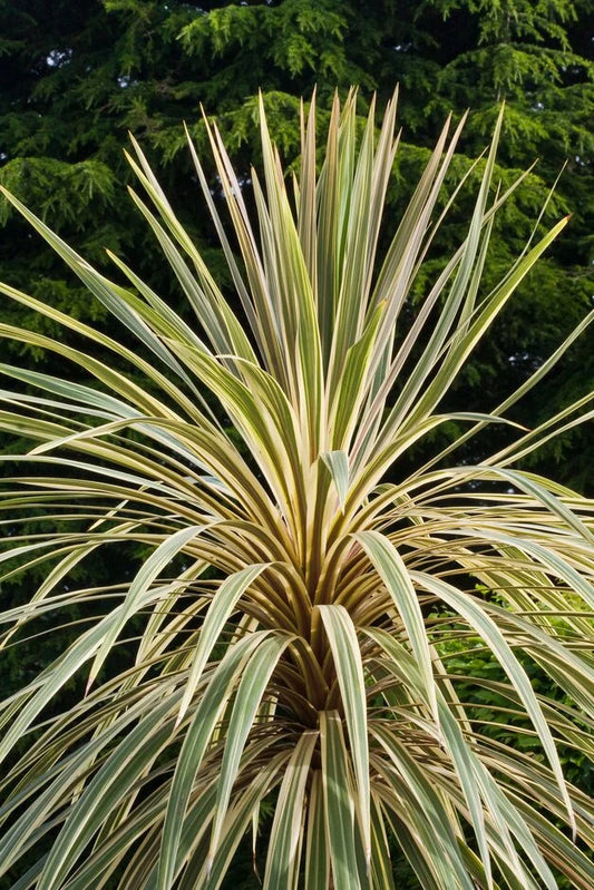 TORBAY DAZZLER CORDYLINE 1gal