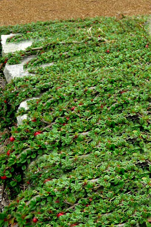 STREIBS FINDLING COTONEASTER 2gal