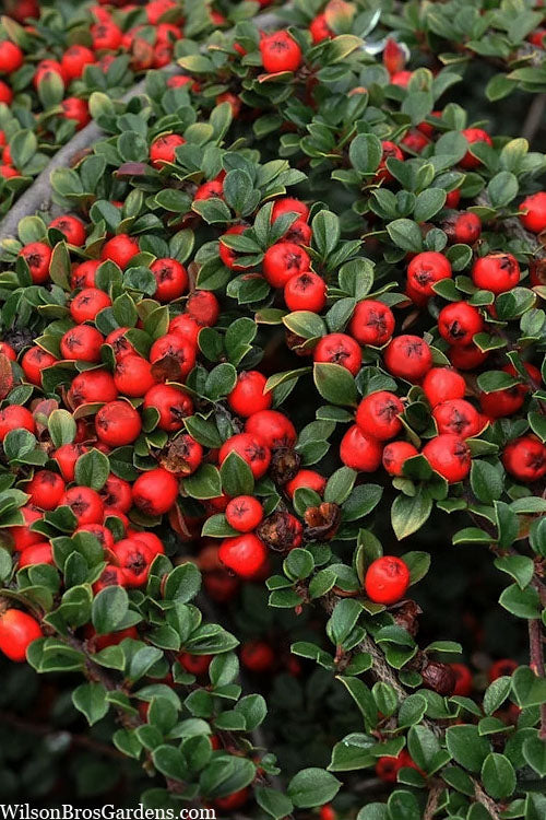 STREIBS FINDLING COTONEASTER 2gal