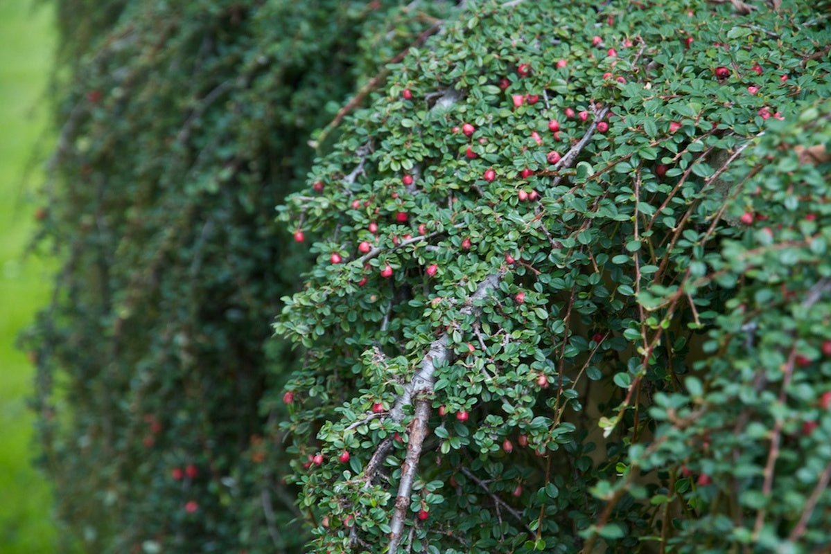 STREIBS FINDLING COTONEASTER 1gal