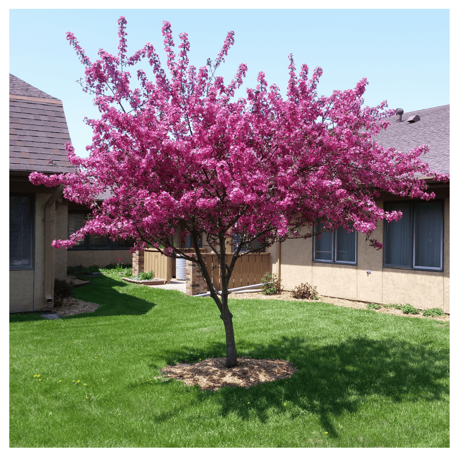 PERFECT PURPLE CRABAPPLE TREE 10gal
