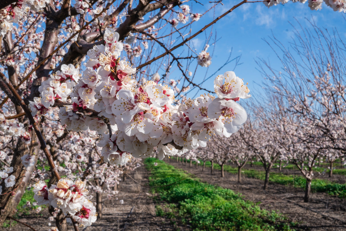 BLENHEIM APRICOT TREE 5gal