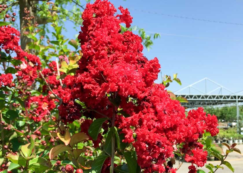 RED ROCKET CRAPE MYRTLE 5gal