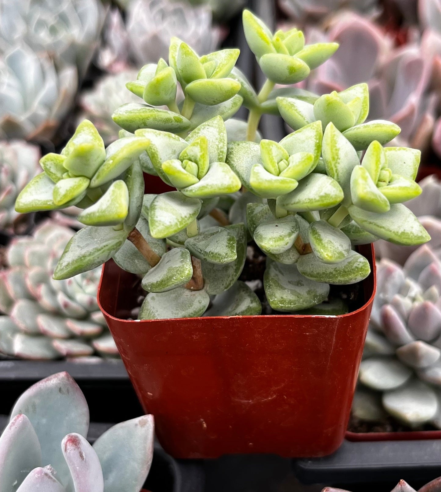 Rosary Vine Crassula Rupestris