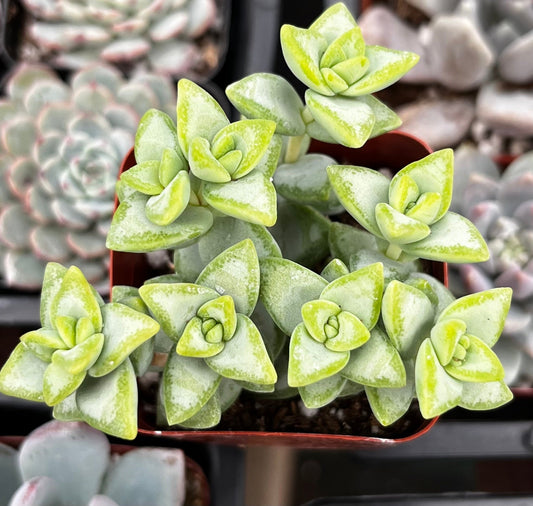 Rosary Vine Crassula Rupestris