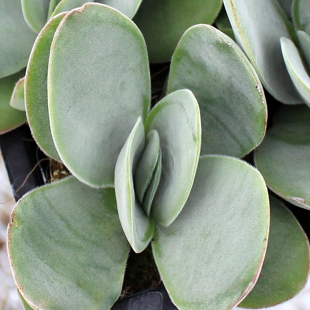 Crassula Cotyledonis