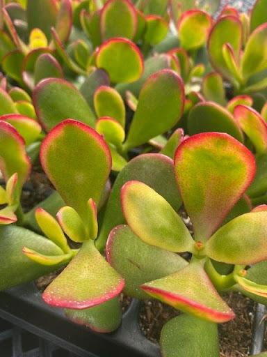 SUNSET JADE 1gal