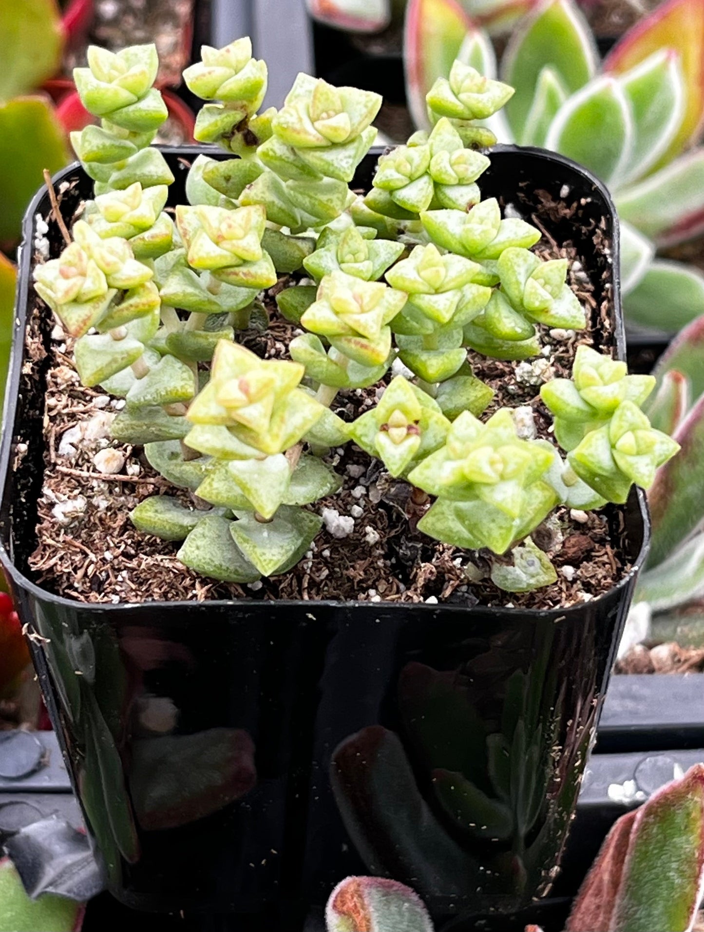 Tom Thumb Crassula