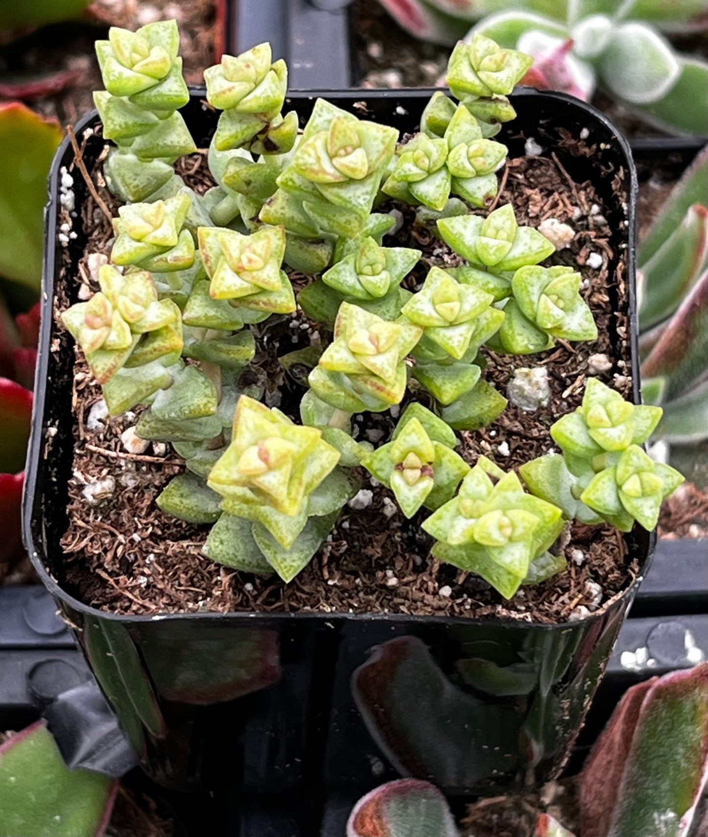 Tom Thumb Crassula