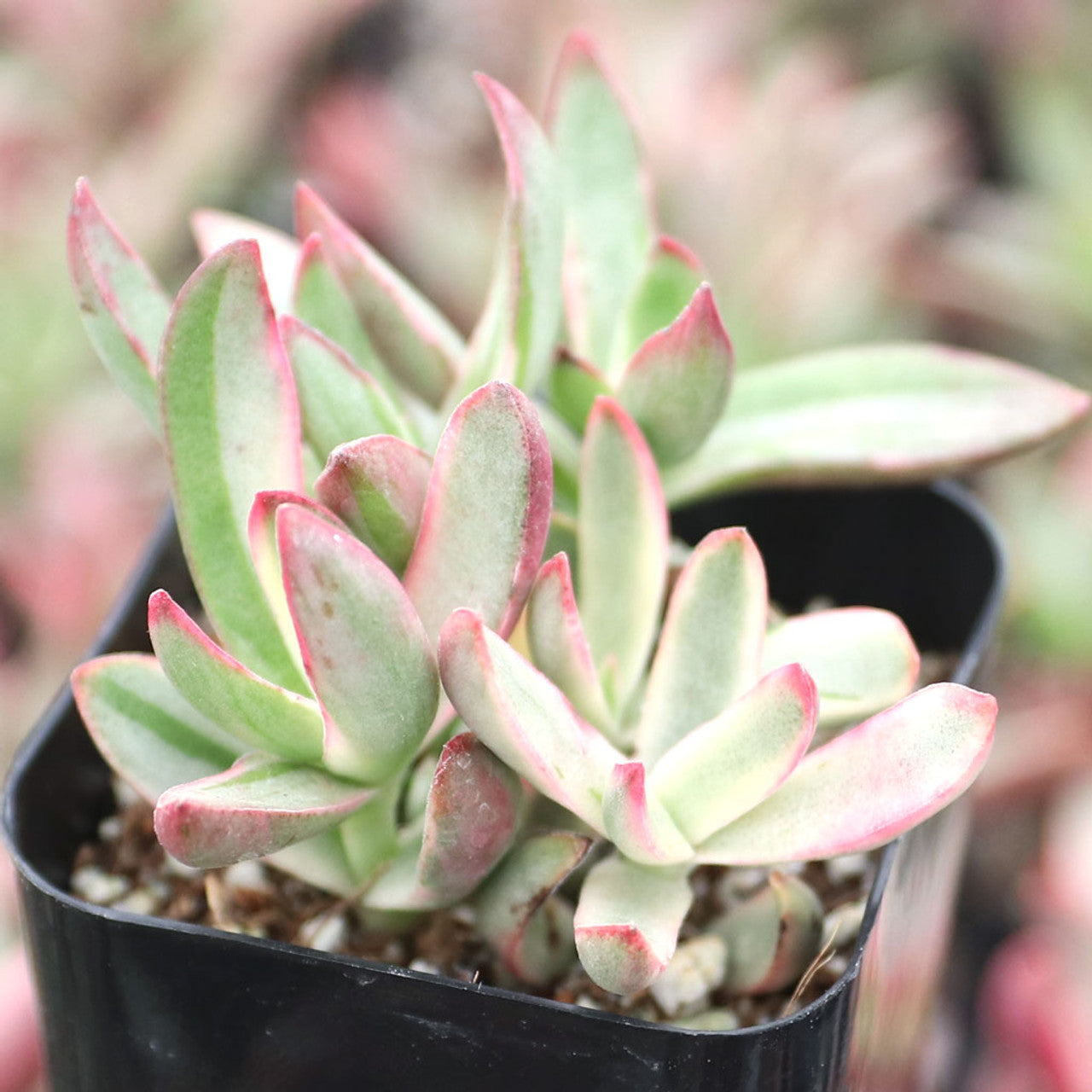 Candy Cane Crassula