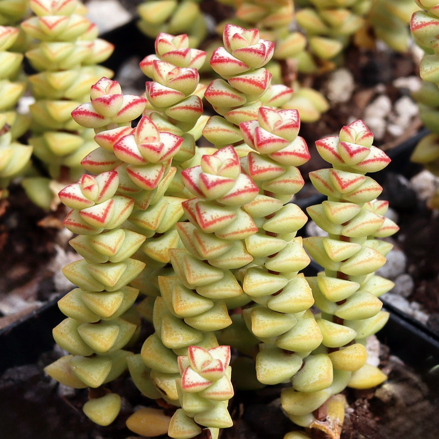Tom Thumb Crassula