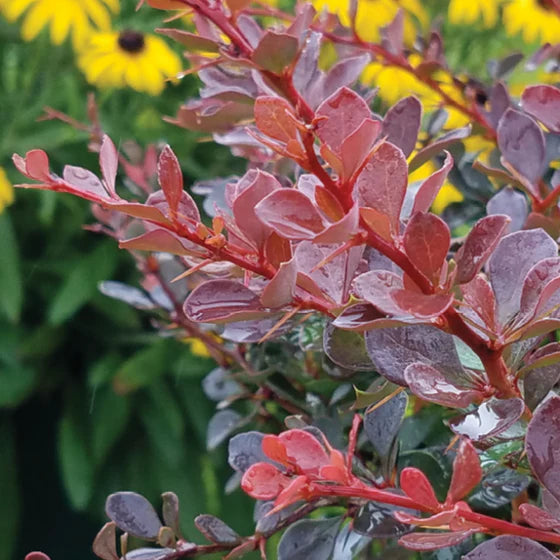 WorryFree® Crimson Cutie® Barberry (Berberis thunbergii 'Crimson Cutie') - 2 gallon 10"