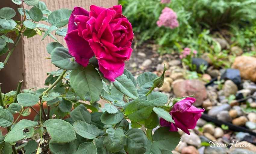 CRIMSON KNIGHT ROSE 2gal