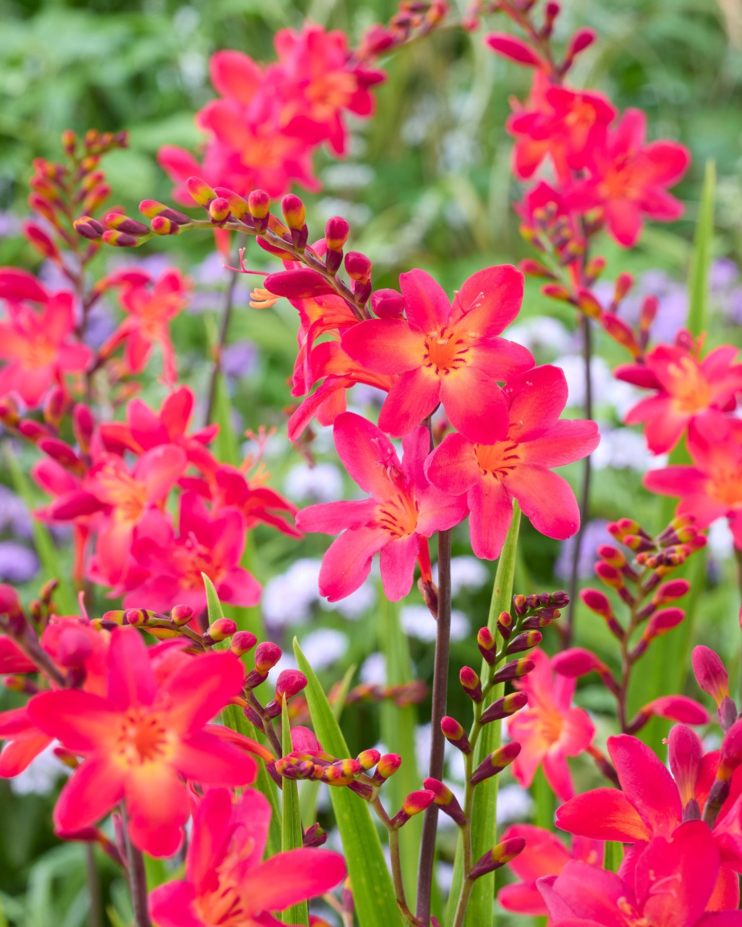 PINK-A-BOO CROCOSMIA 2gal