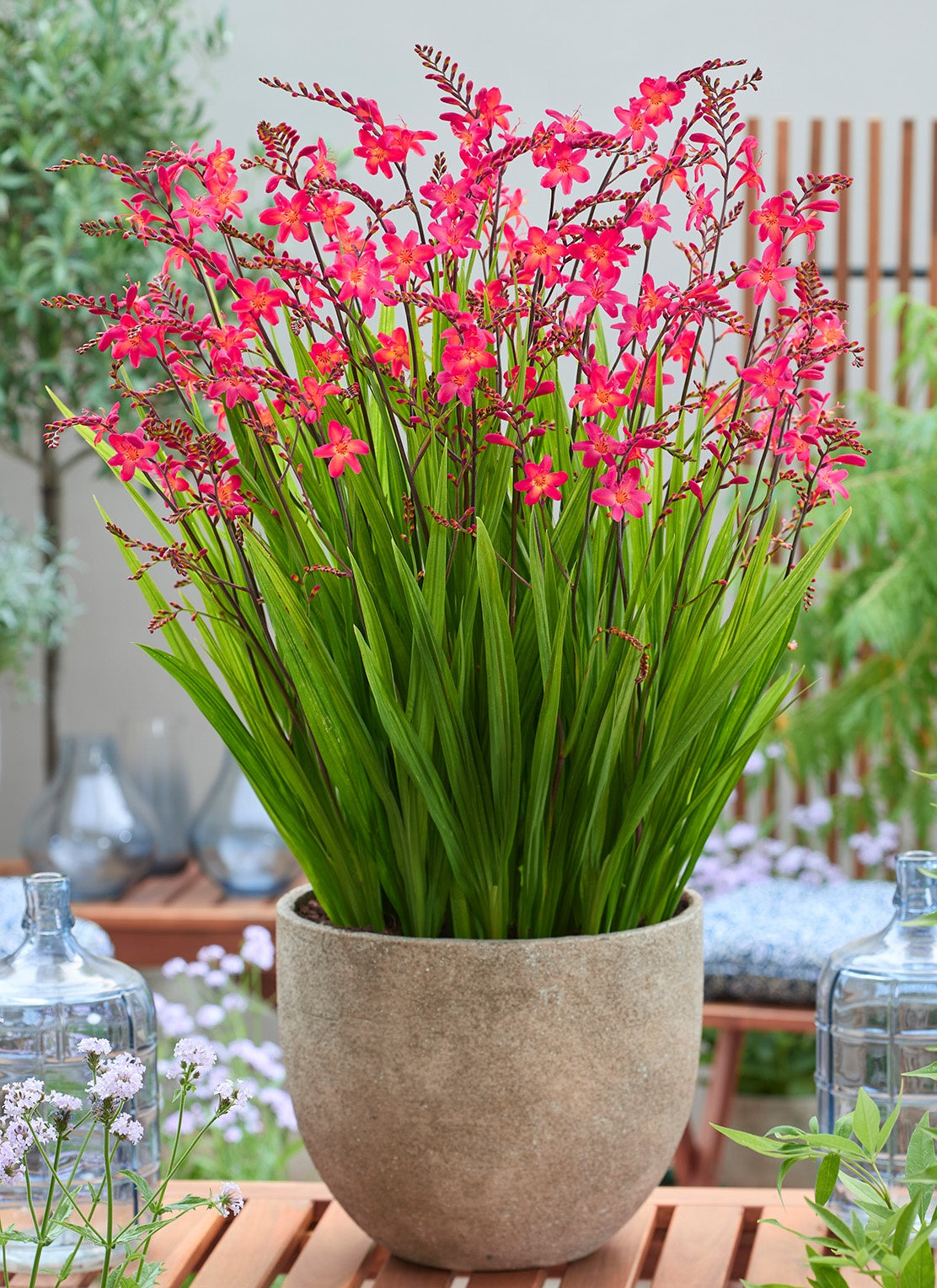 PINK-A-BOO CROCOSMIA 2gal