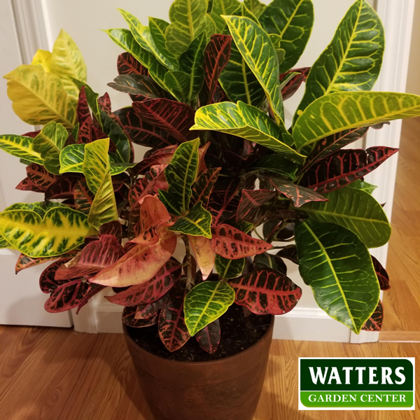 CROTON MAMMY VARIEGATED 6in