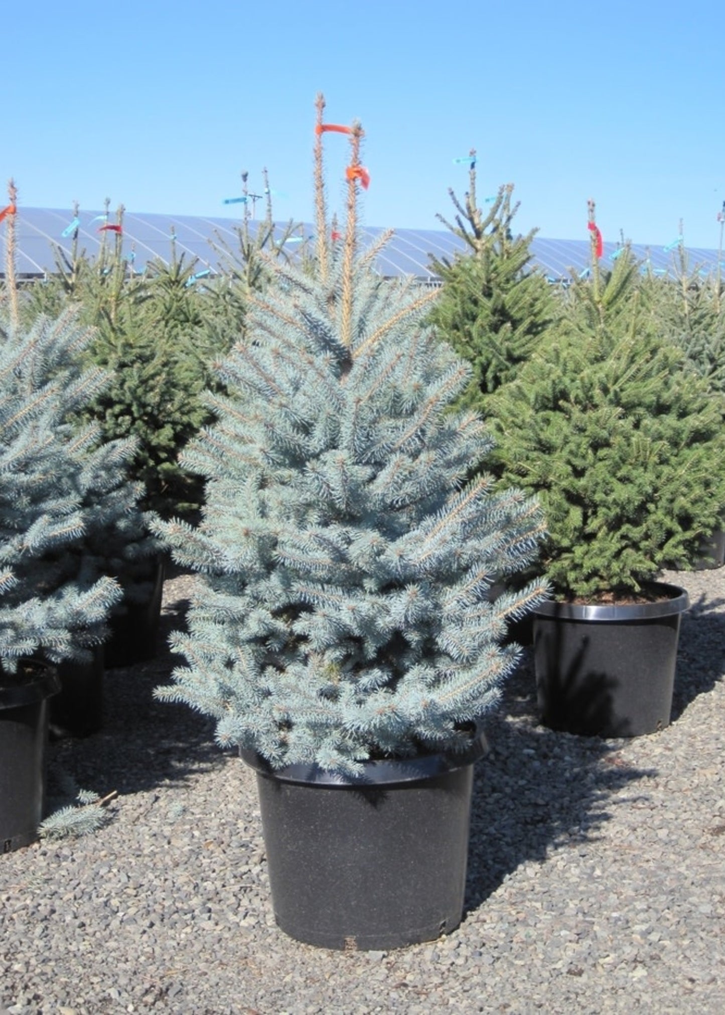 BLUE DIAMOND SPRUCE TREE 15gal