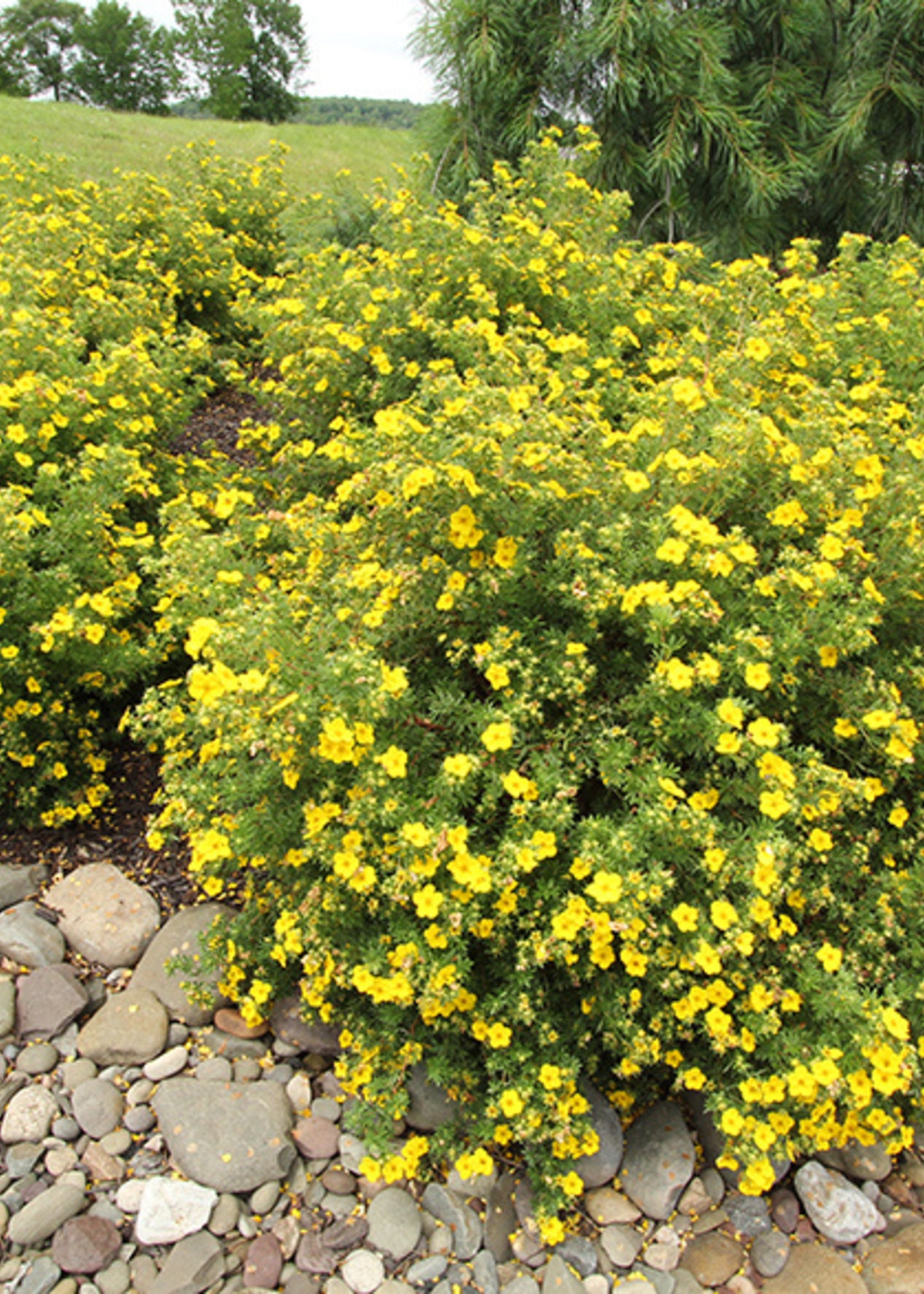 GOLDFINGER POTENTILLA 1gal