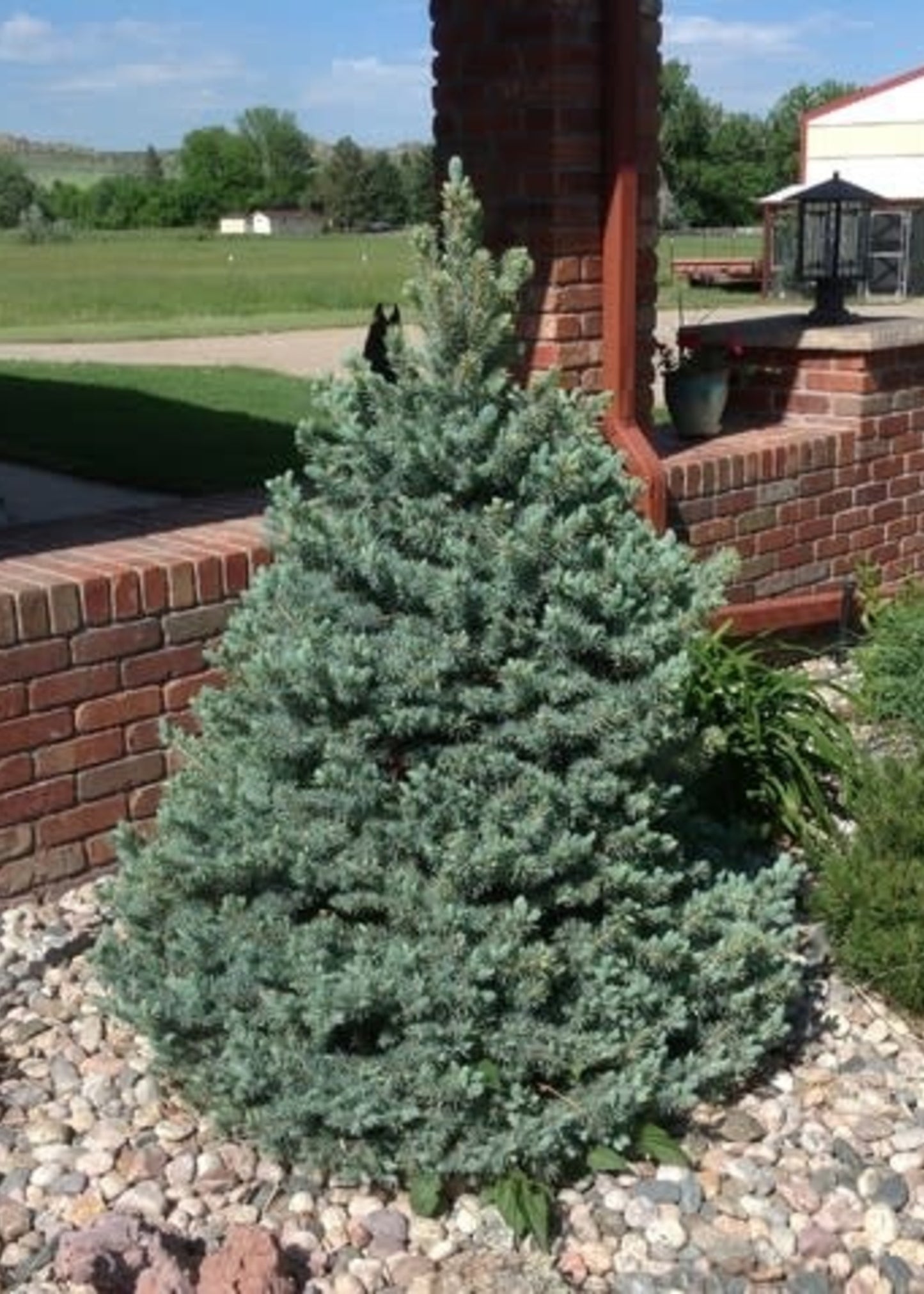 SESTER DWARF SPRUCE TREE 3'-4' 15" PREM CEDAR BX