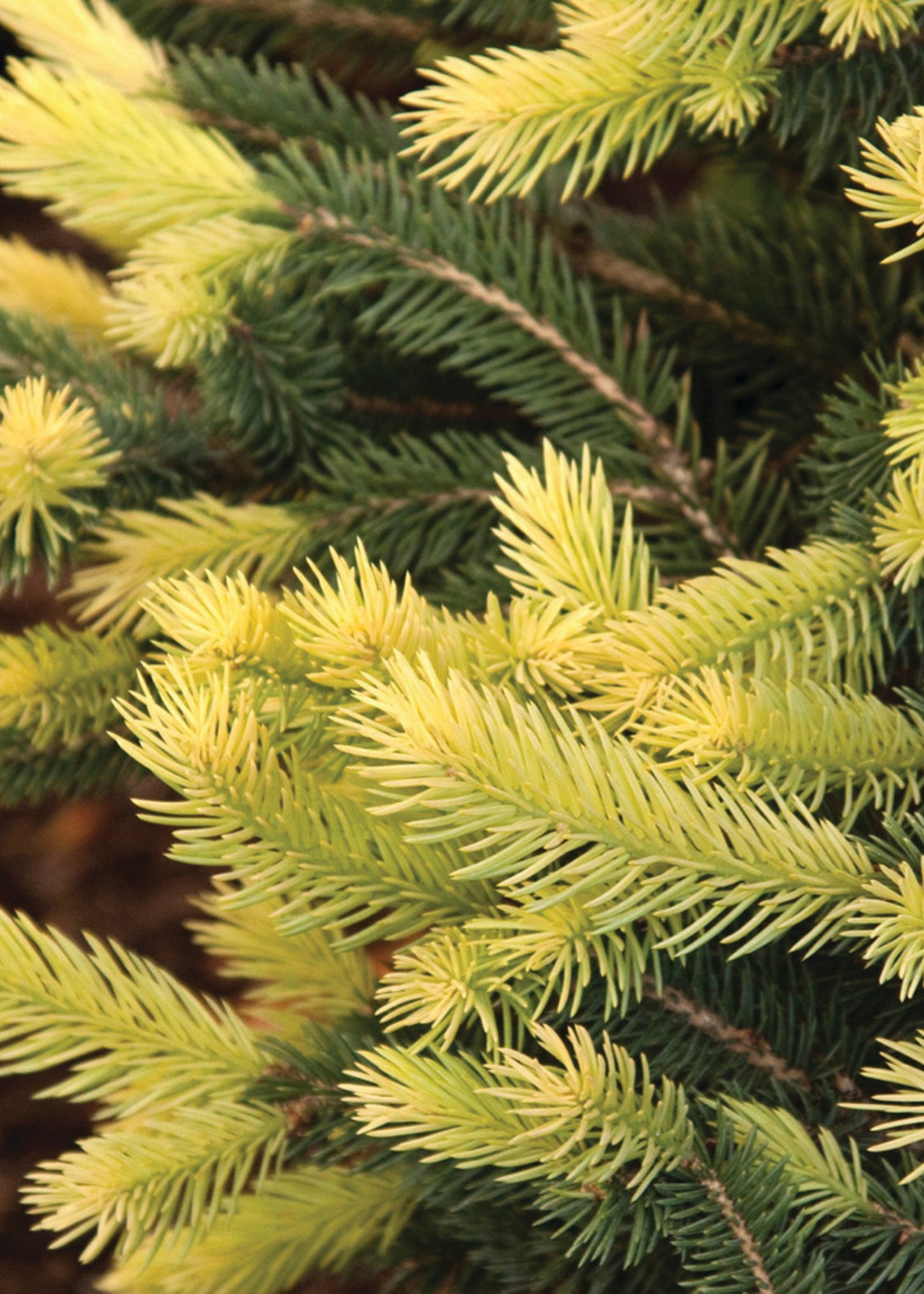 SPARKLER GOLD SPRUCE 10gal