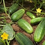 ASSORTED CUCUMBERS 6in