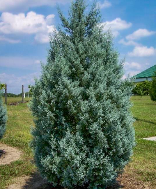 BLUE ICE ARIZONA CYPRESS 10gal