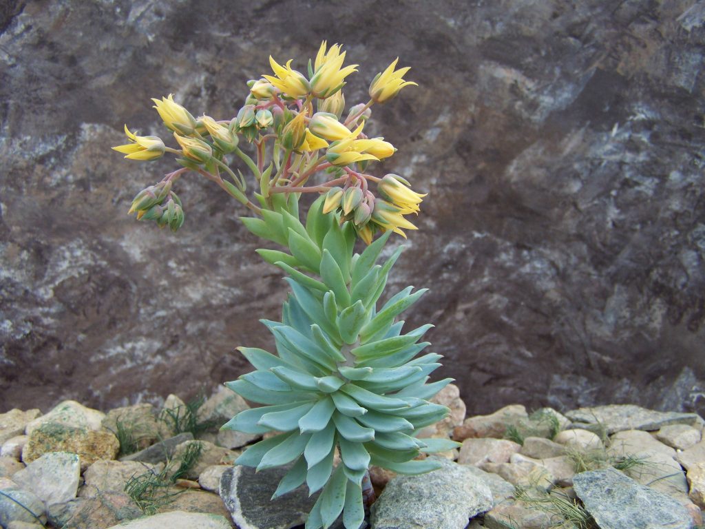 Fanfare Graptoveria