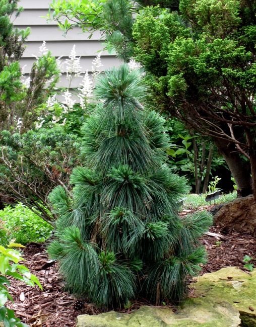 WIETHORST PINE TREE 3gal