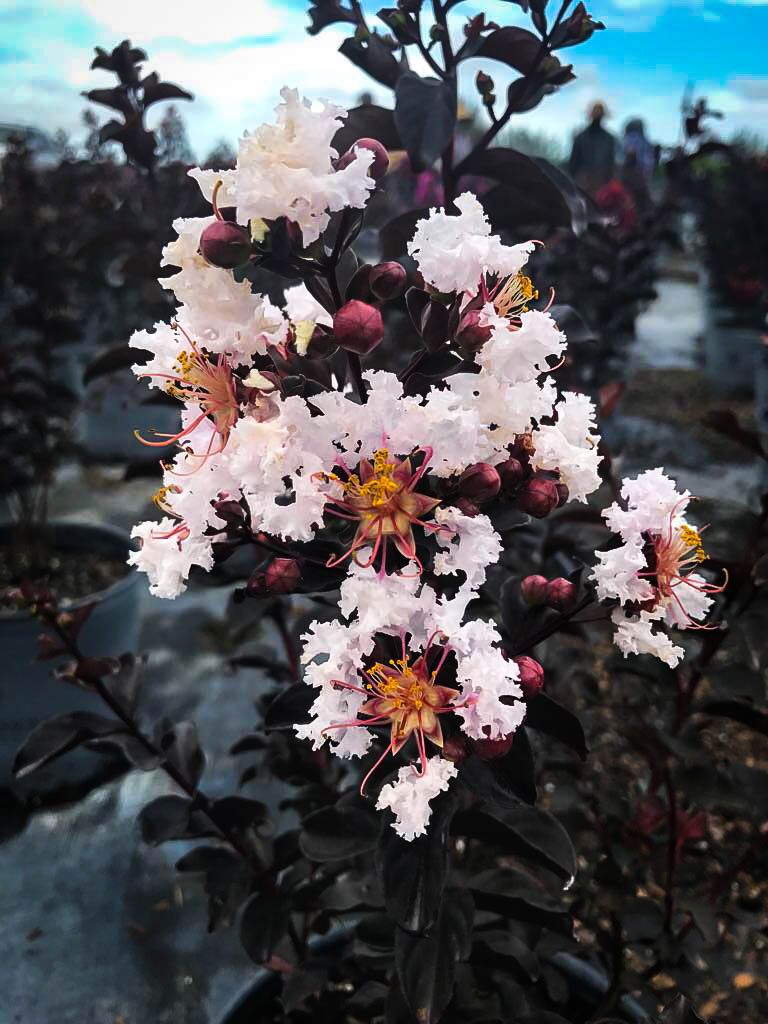 CRYSTALLINE CRAPE MYRTLE 2gal