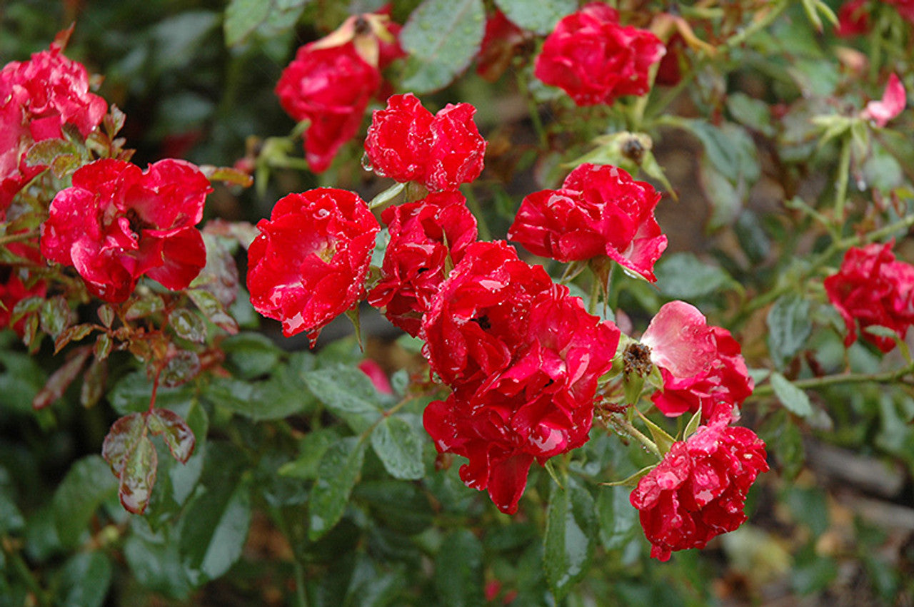 EASY ELEGANCE MYSTIC FAIRY ROSE 2gal