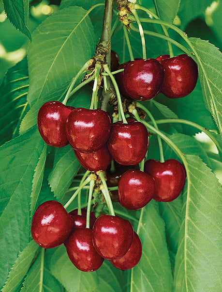 BING CHERRY TREE 7gal