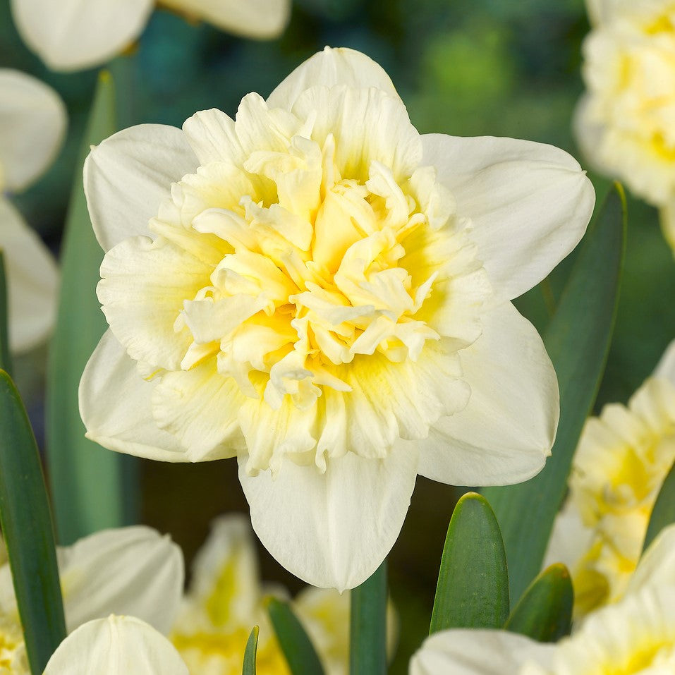 Narcissus - Daffodil Fluffy Doubles Mix