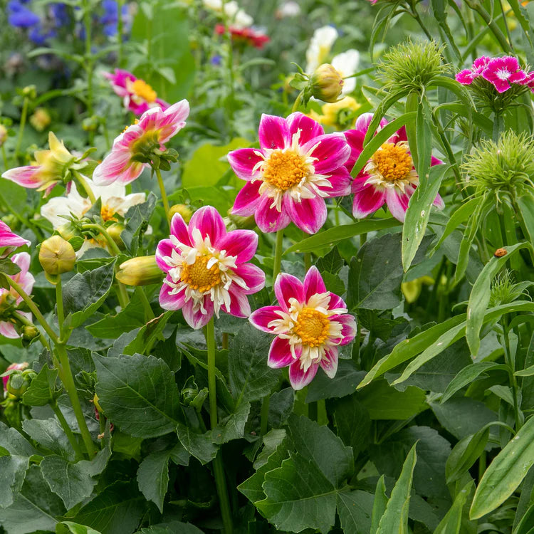 ASSORTED DAHLIAS 1gal