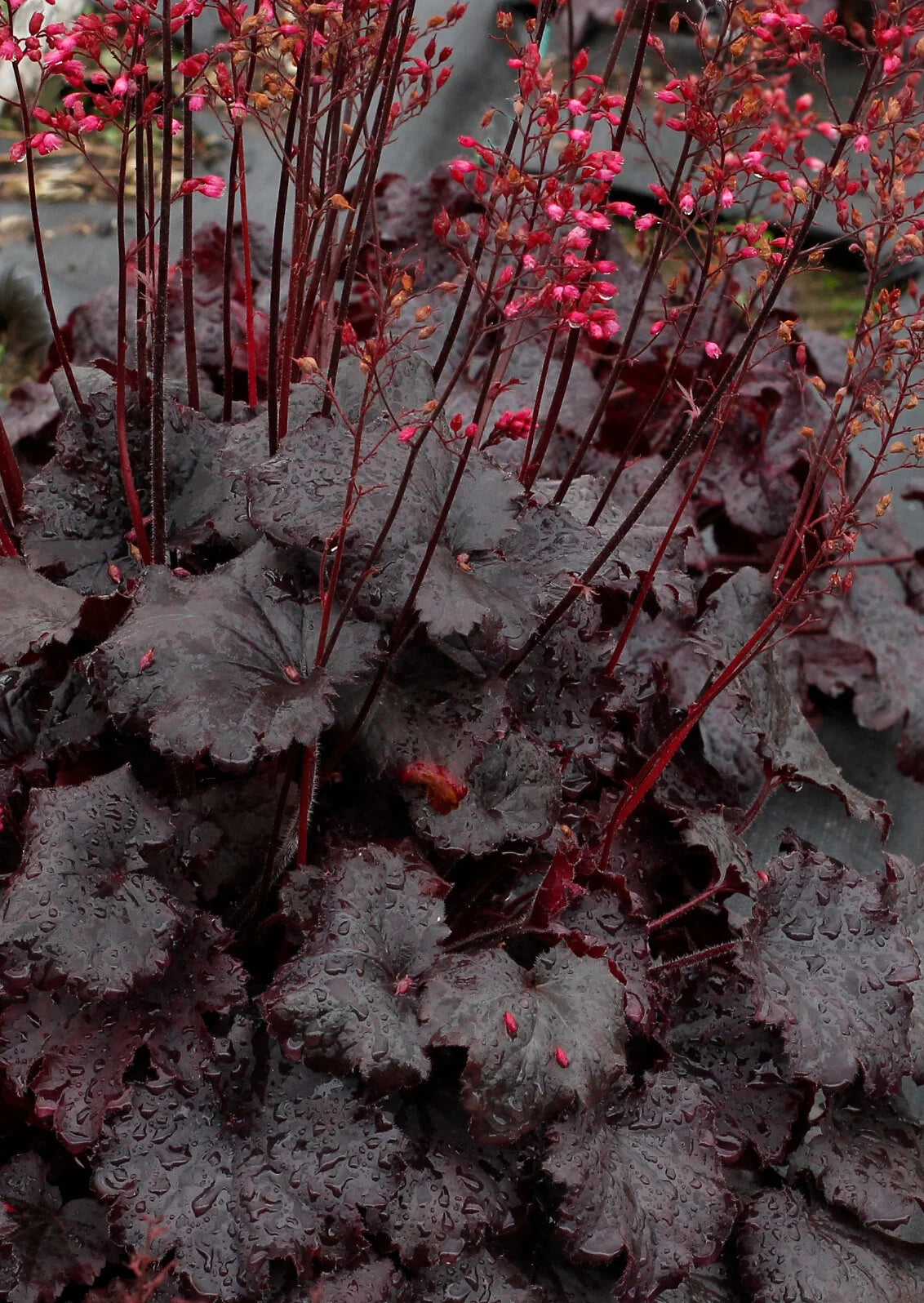 DARK NIGHT HEUCHERA 1gal