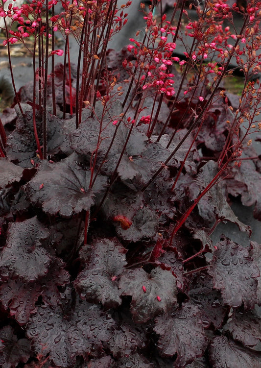 DARK NIGHT HEUCHERA 1gal