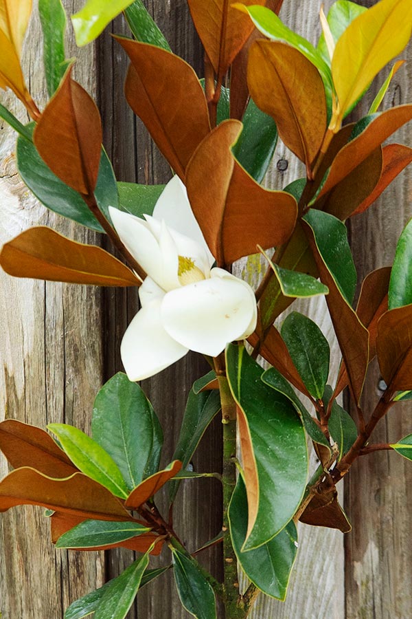 ALTA SOUTHERN MAGNOLIA 5gal